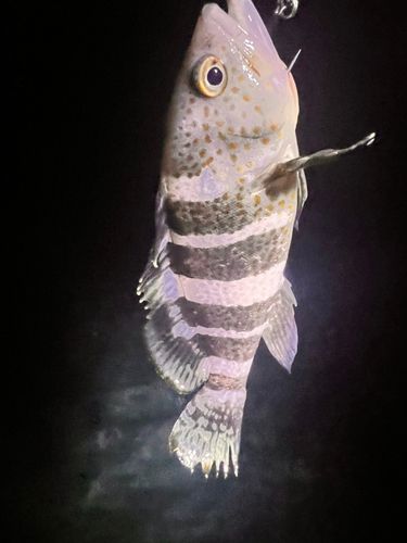 キジハタの釣果