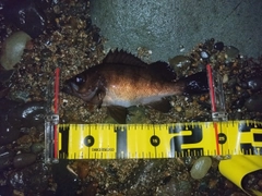 メバルの釣果