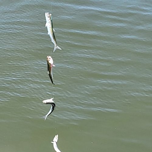 イワシの釣果