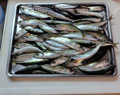 サバの釣果