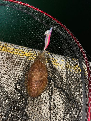 ハリイカの釣果