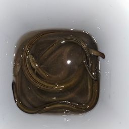 ウナギ