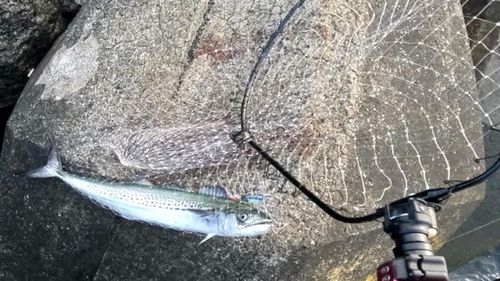 サゴシの釣果
