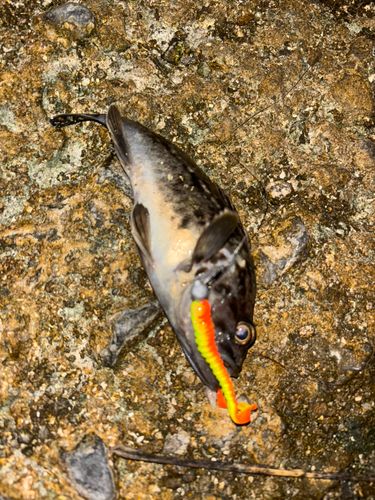 クロソイの釣果