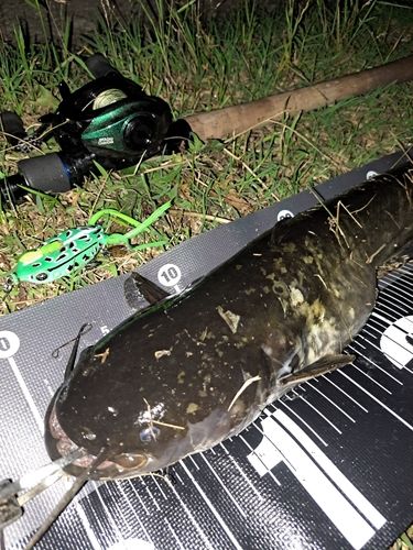 ナマズの釣果