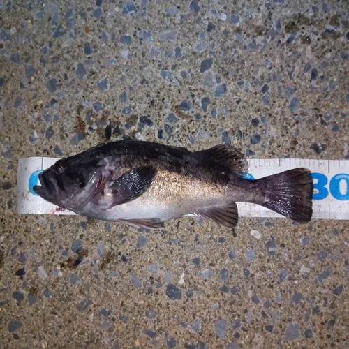 クロソイの釣果