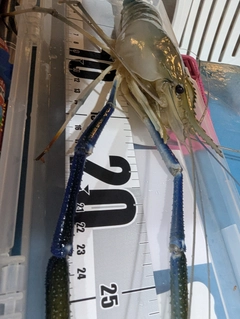 オニテナガエビの釣果