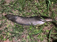 ナマズの釣果