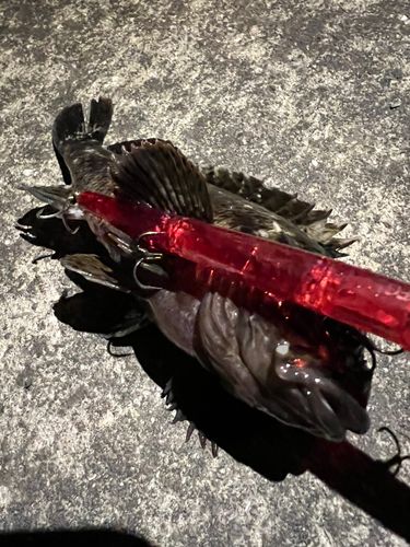 タケノコメバルの釣果