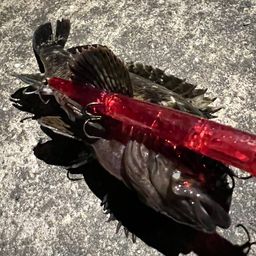 タケノコメバル