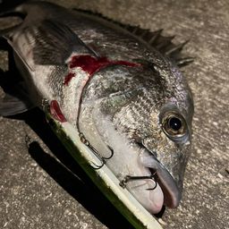 クロダイ