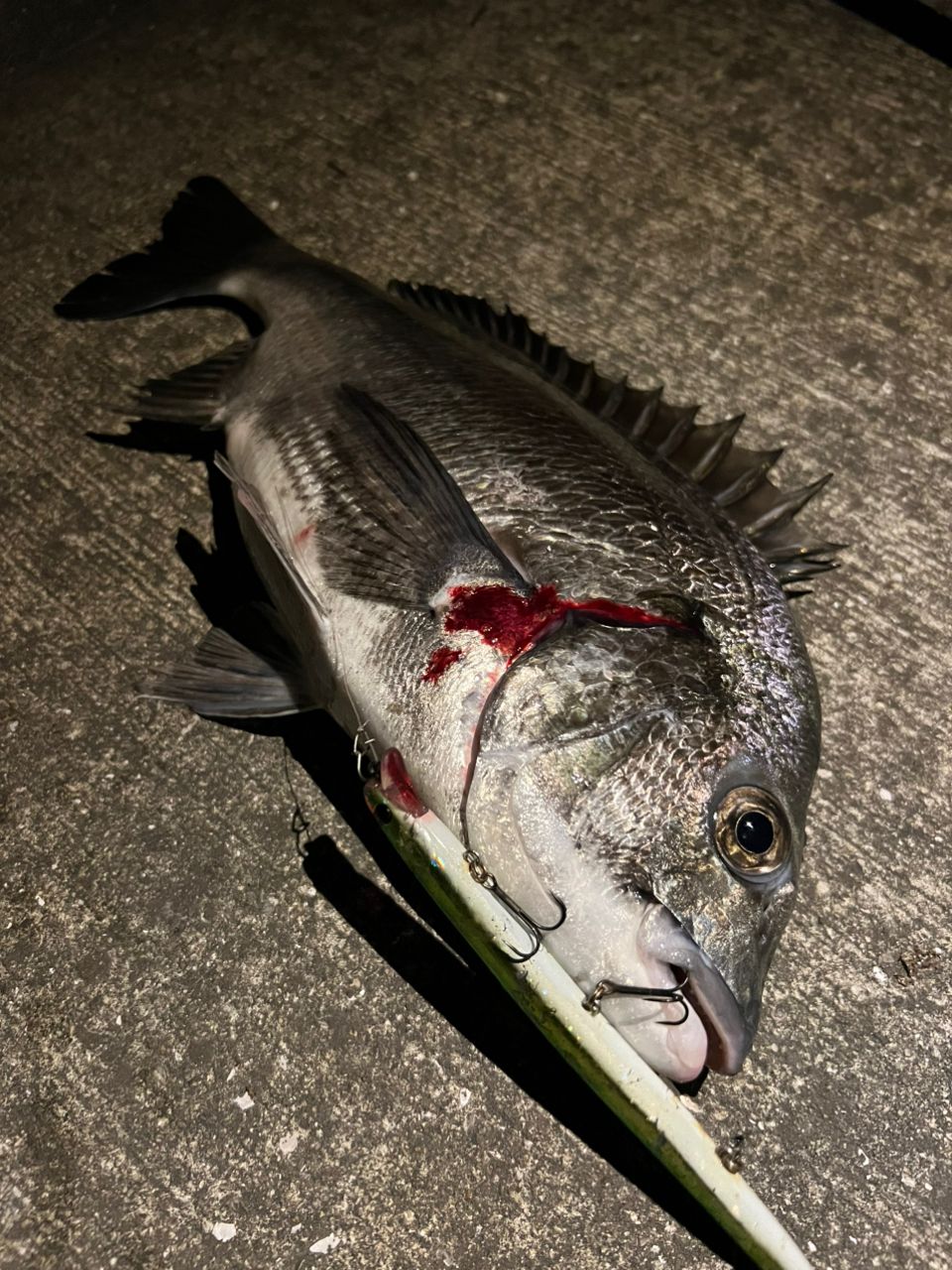 クロダイ