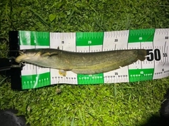 ナマズの釣果