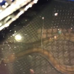 ウナギ