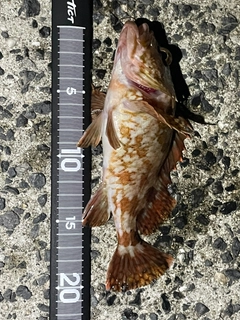 カサゴの釣果