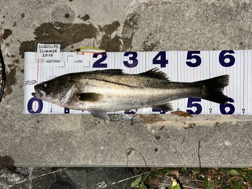 シーバスの釣果