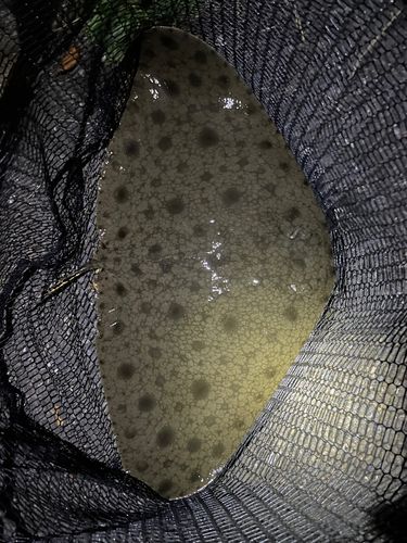 ツバクロエイの釣果