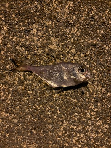 ハタンポの釣果