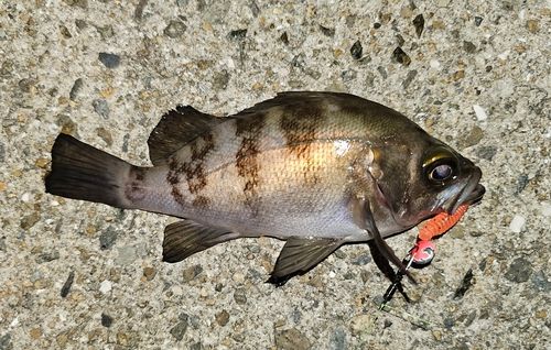 メバルの釣果