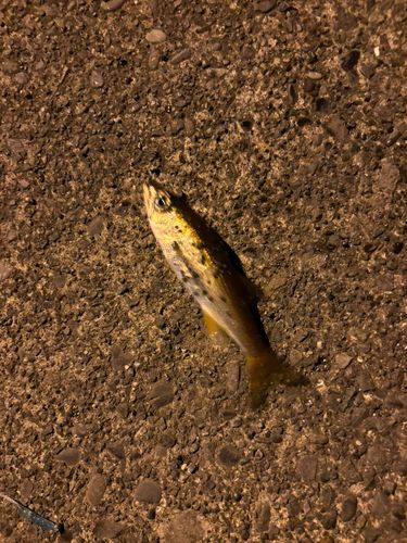 ムツの釣果