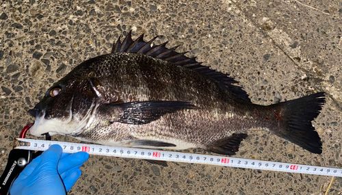 クロダイの釣果