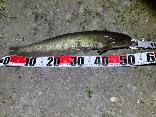 ナマズの釣果