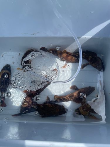 メバルの釣果