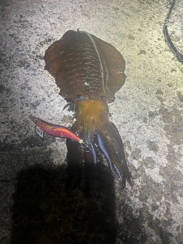 アオリイカの釣果