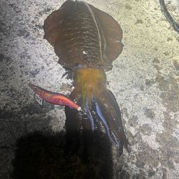 アオリイカ