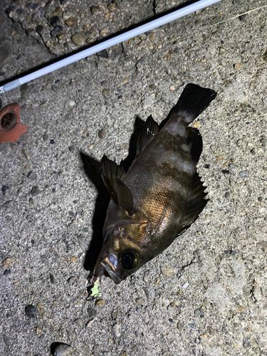 メバルの釣果