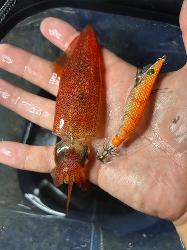 マルイカの釣果