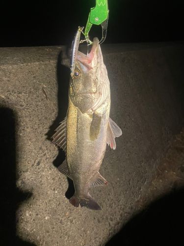 セイゴ（マルスズキ）の釣果