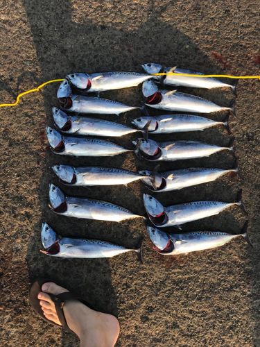 ソウダガツオの釣果