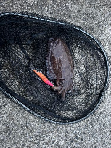 モンゴウイカの釣果