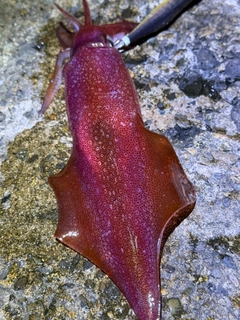 ケンサキイカの釣果