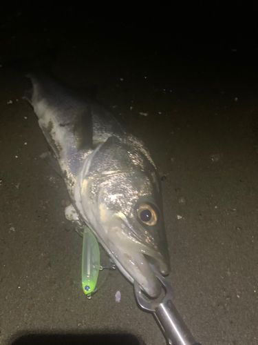 フッコ（マルスズキ）の釣果
