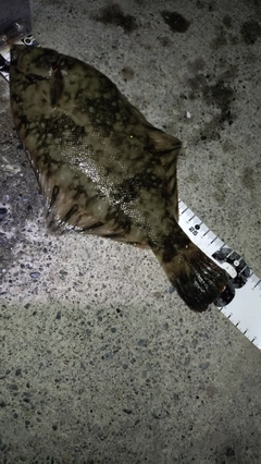 クロガシラガレイの釣果