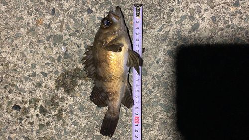 メバルの釣果