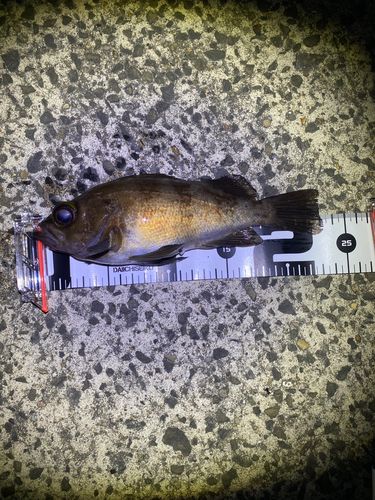 メバルの釣果