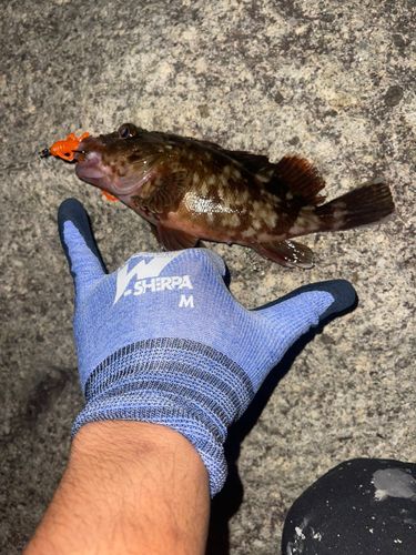カサゴの釣果