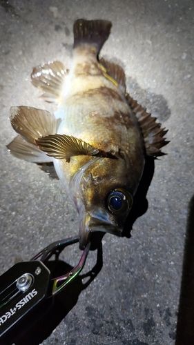 メバルの釣果
