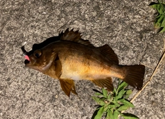 アカメバルの釣果
