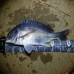 キビレの釣果