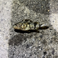 タケノコメバルの釣果