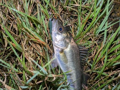 セイゴ(マルスズキ)の釣果