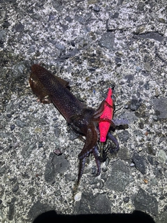 マメイカの釣果