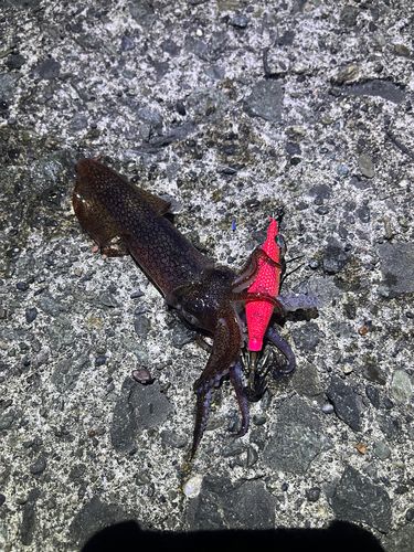マメイカの釣果
