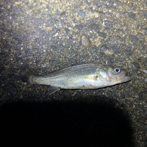 セイゴ（ヒラスズキ）の釣果