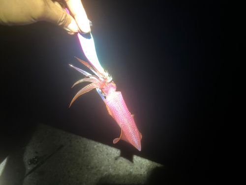 ヤリイカの釣果