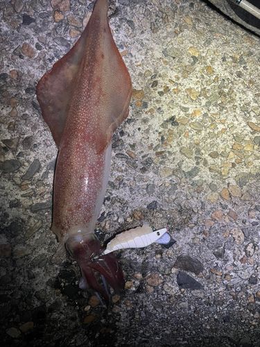 ケンサキイカの釣果
